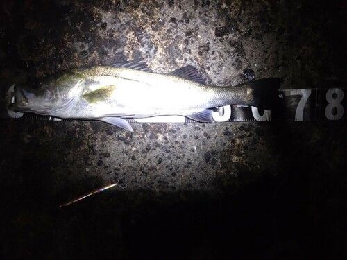 スズキの釣果