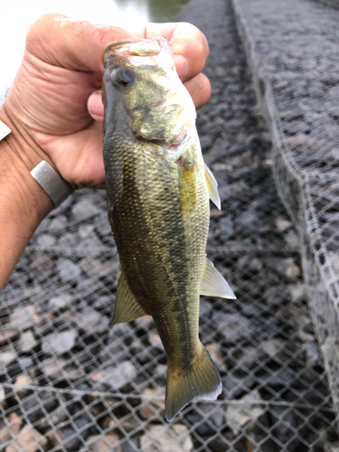 ラージマウスバスの釣果