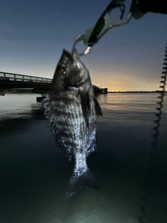 クロダイの釣果