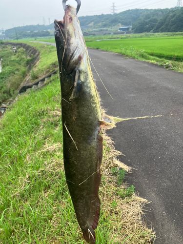 ナマズの釣果
