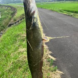ナマズ