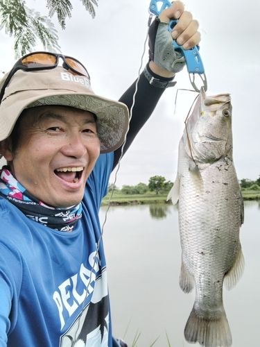 バラマンディの釣果