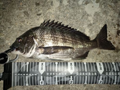 クロダイの釣果