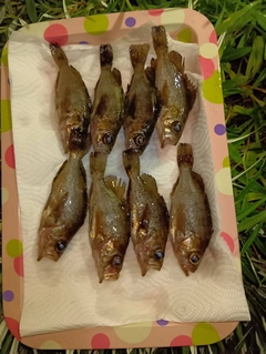 メバルの釣果