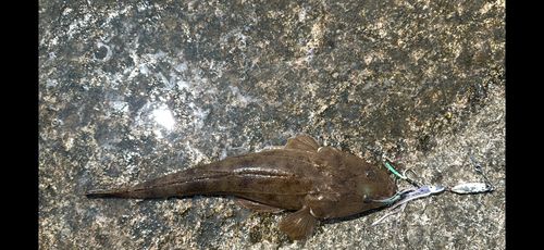 マゴチの釣果