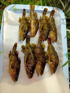 タケノコメバルの釣果
