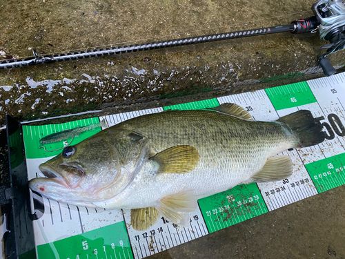 ブラックバスの釣果