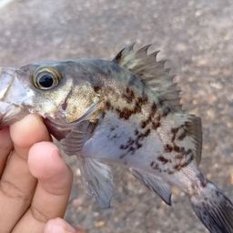 メバル
