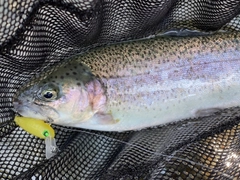 ニジマスの釣果