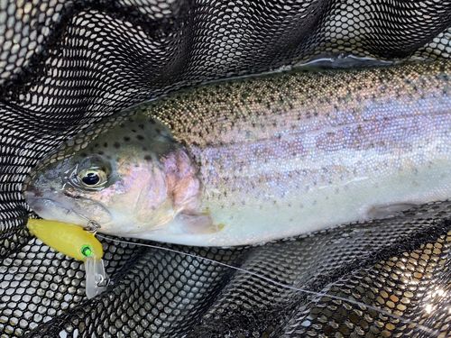 ニジマスの釣果