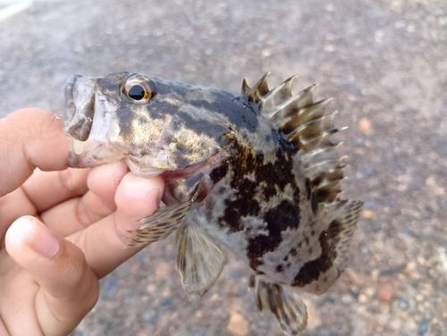 タケノコメバルの釣果