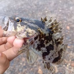 タケノコメバル