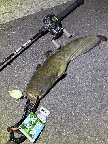 ナマズの釣果