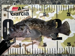 クロソイの釣果