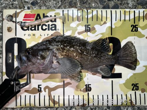 クロソイの釣果