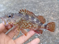 カサゴの釣果