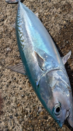 マルソウダの釣果