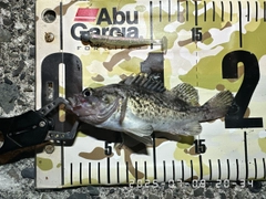 クロソイの釣果