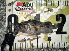 クロソイの釣果