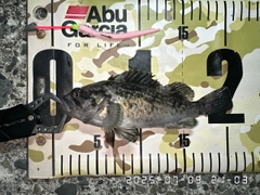 クロソイの釣果