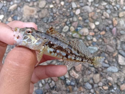 アナハゼの釣果