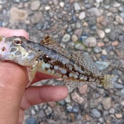 アナハゼ
