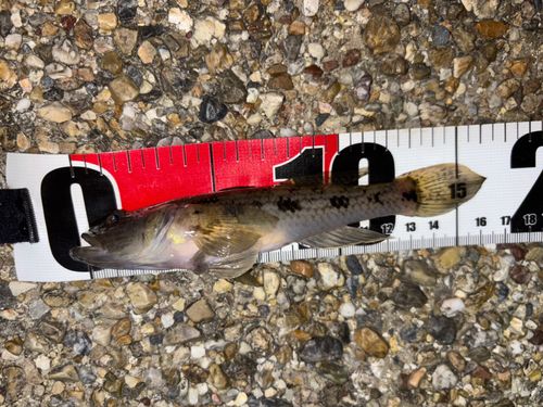 ウロハゼの釣果