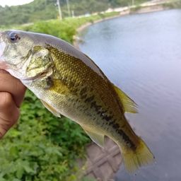 ブラックバス