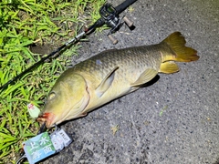 コイの釣果