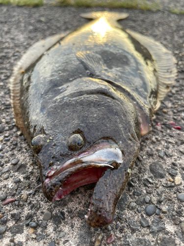 ヒラメの釣果