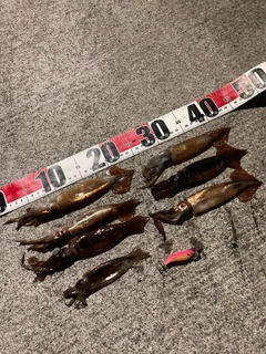 イカの釣果