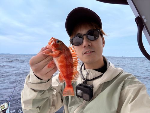 ユメカサゴの釣果