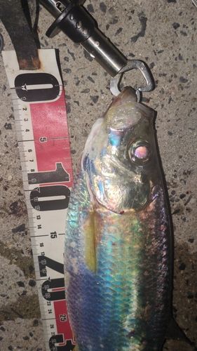 ヒラの釣果