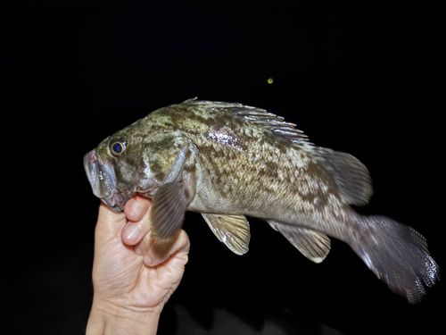 クロソイの釣果