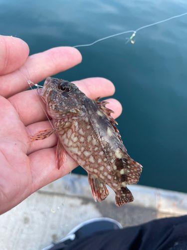 アラカブの釣果