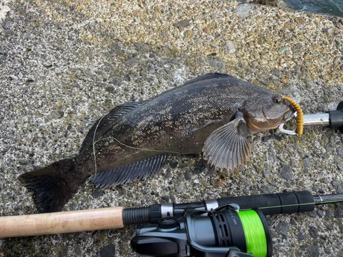 アイナメの釣果