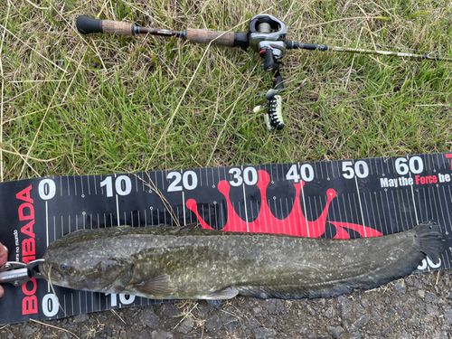 マナマズの釣果