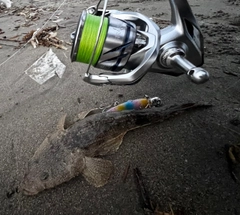 マゴチの釣果