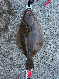 ヒラメの釣果