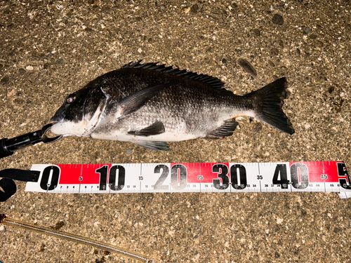 チヌの釣果