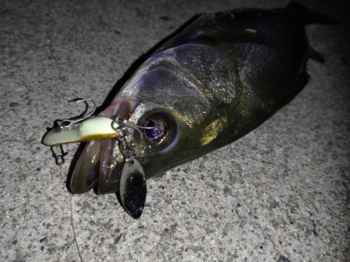 フッコ（マルスズキ）の釣果