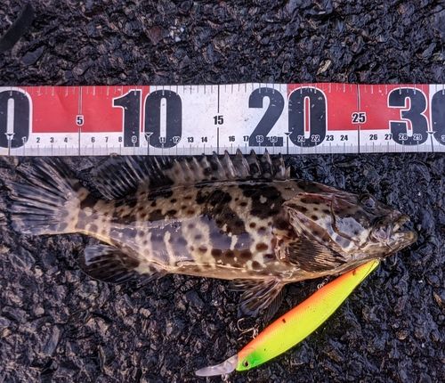 チャイロマルハタの釣果