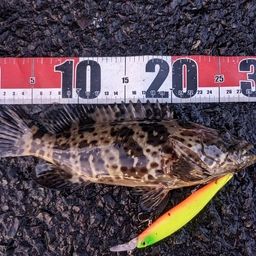 チャイロマルハタ