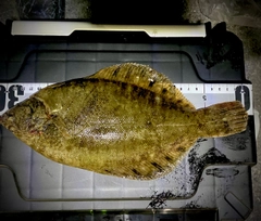 クロガシラガレイの釣果