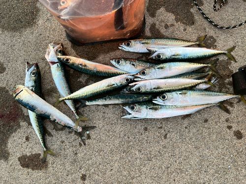 サバの釣果