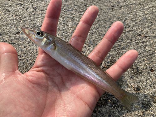 シロギスの釣果