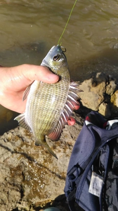 ミナミクロダイの釣果