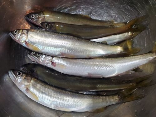 アユの釣果