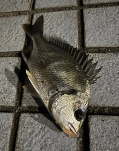 キチヌの釣果