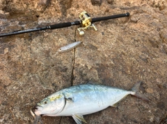 ハマチの釣果